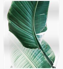 Bananenblätter, tropische Blätter, grüne Blätter, Blatt, moderne Kunst, Wandkunst, Druck, minimalistisch, modern, skandinavischen Druck Poster