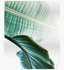 Bananenblätter, tropische Blätter, grüne Blätter, Blatt, moderne Kunst, Wandkunst, Druck, minimalistisch, modern, skandinavischen Druck Poster