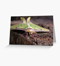Eye Contact Greeting Card