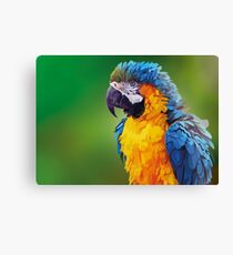 Parry Canvas Print