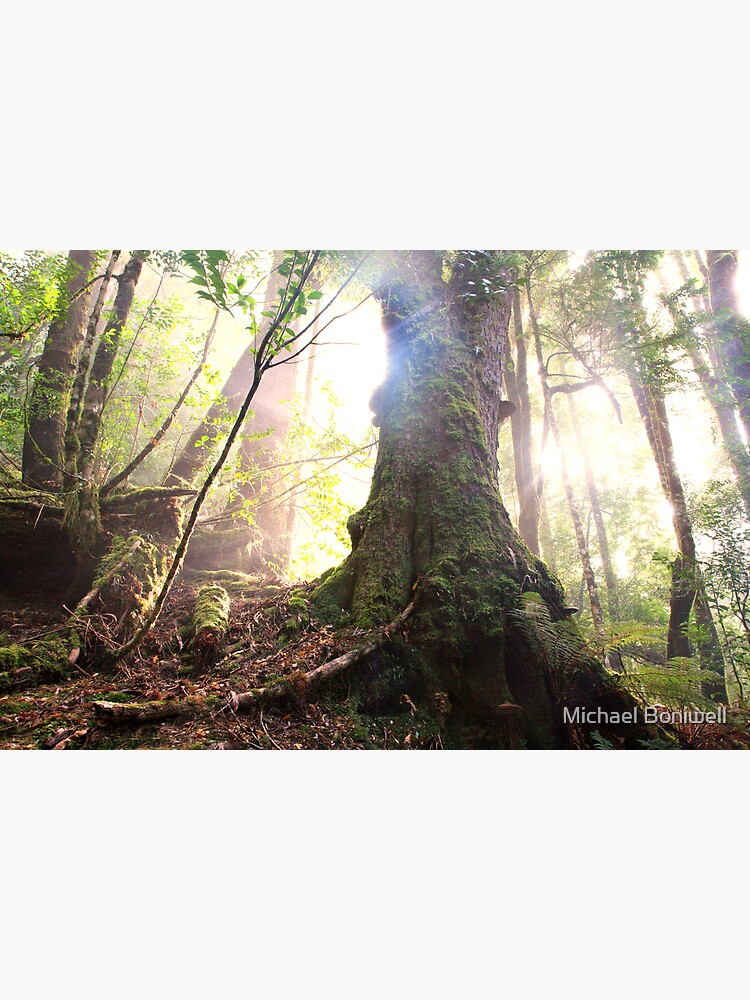 Enchanted Forest, Franklin-Gordon Wild Rivers National Park, Tasmania by Chockstone