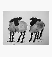 Inky Sheep 3 Photographic Print