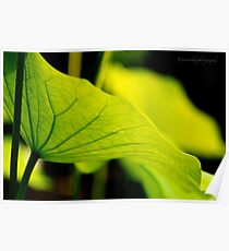 Lotus Leaf Poster