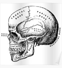 Anatomie-Schädel Poster