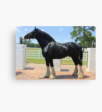 Baron the Stallion Canvas Print