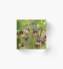 Water Avens (Geum rivale) Acrylic Block