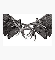 Eye 2 Eye - Elk fight Photographic Print