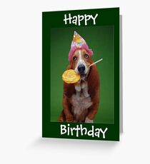 happy birthday bassett dogs bouncing on red and blue ball funny