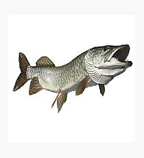 Toothy muskie Photographic Print
