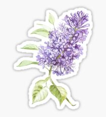 Lilac Sticker