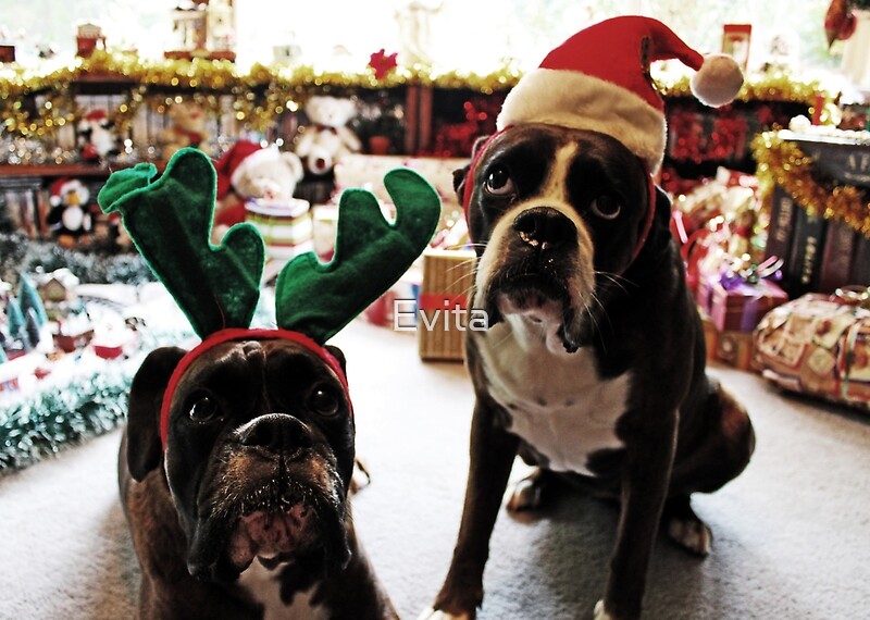 christmas boxer dog statue