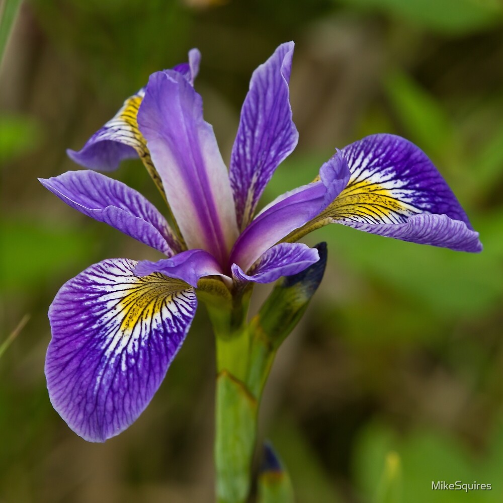 blue iris meaning