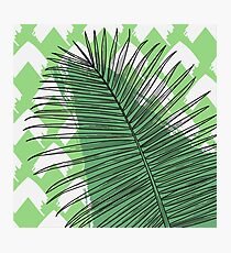 Tropicalia - Palm in Green Photographic Print