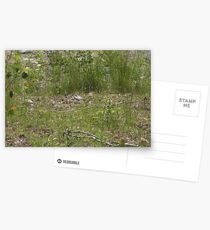 Walking in Dexter Postcards