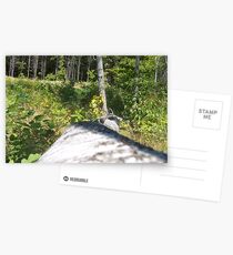 Fallen Tree- "See what I would see!" Postcards