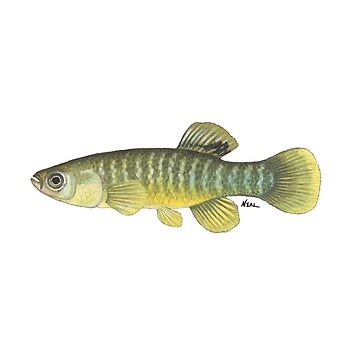 mummichog