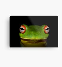 Grüner Baumfrosch Metallbild