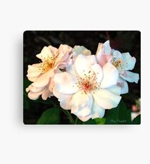 Old Fashioned Roses Canvas Print