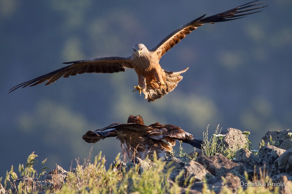 "Black Kite vs young Egyptian Vulture" by Dominika Aniola Redbubble