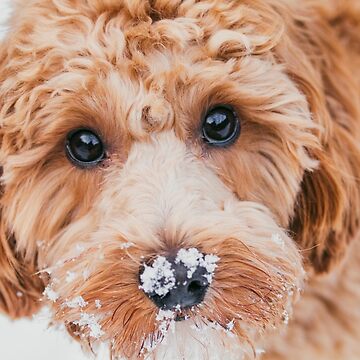 Artwork thumbnail, Cavapoo in the snow by AYatesPhoto