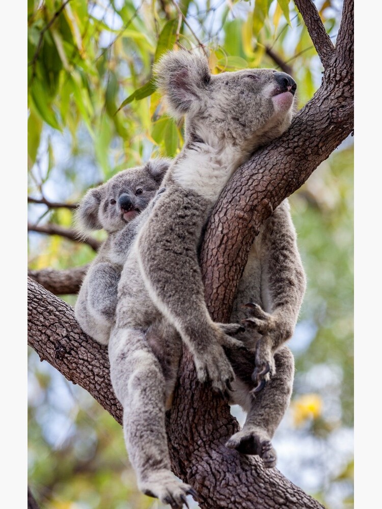Mum's having a snooze by DavidWachenfeld