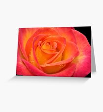 Two-tone Rose Greeting Card