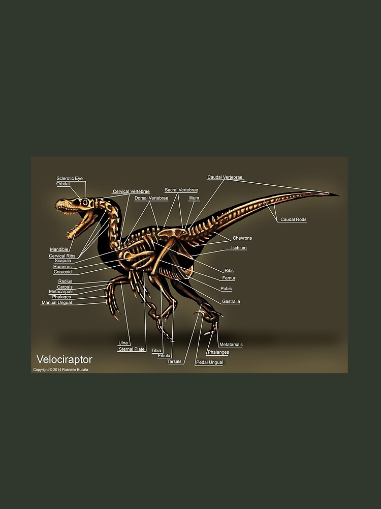 velociraptor skeleton drawing