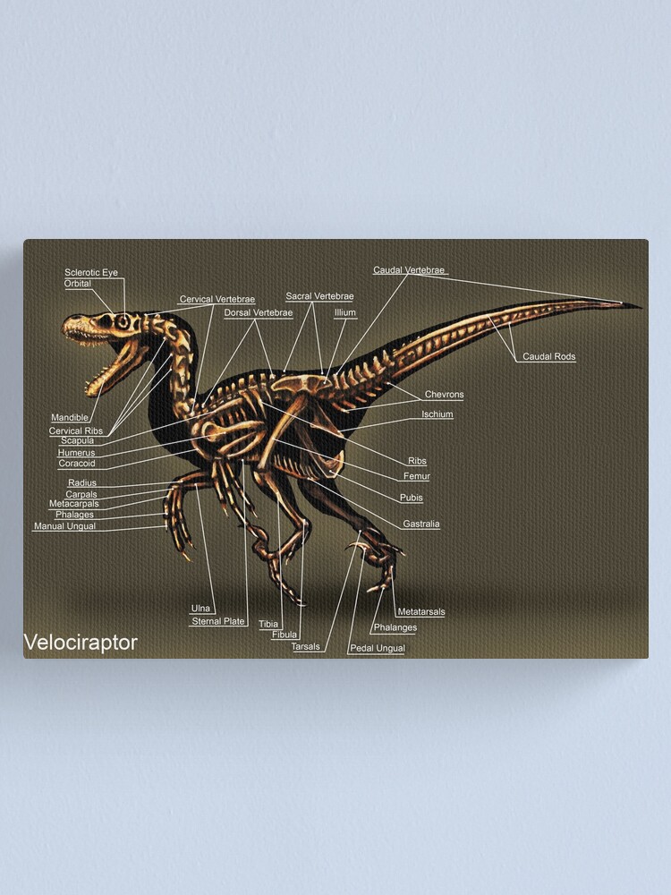 skeleton of velociraptor