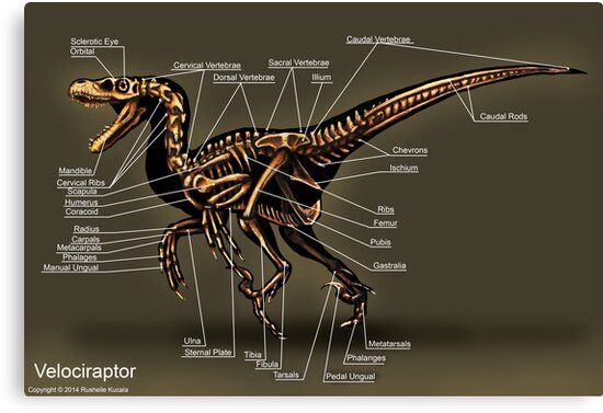 velociraptor skeleton