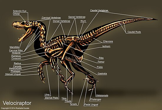 real velociraptor skeleton