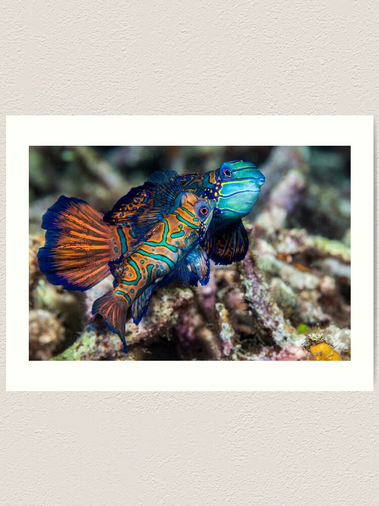 Alternate view of Gentle kiss Art Print