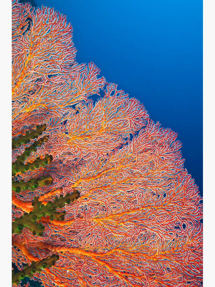 Colours of the reef by DavidWachenfeld