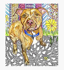 Pitbull Photographic Print