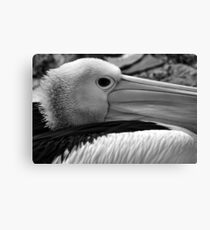 Australian Pelican Canvas Print