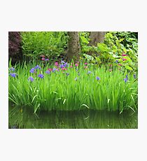 Tranquil Irises Photographic Print