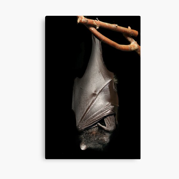 Bat on Black Canvas Print