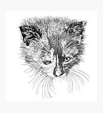 kitten drawing Photographic Print