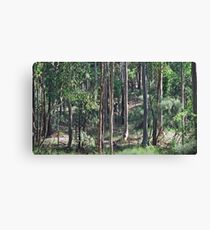 australian bush Canvas Print