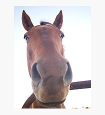 Why The Long Face? Fotodruck