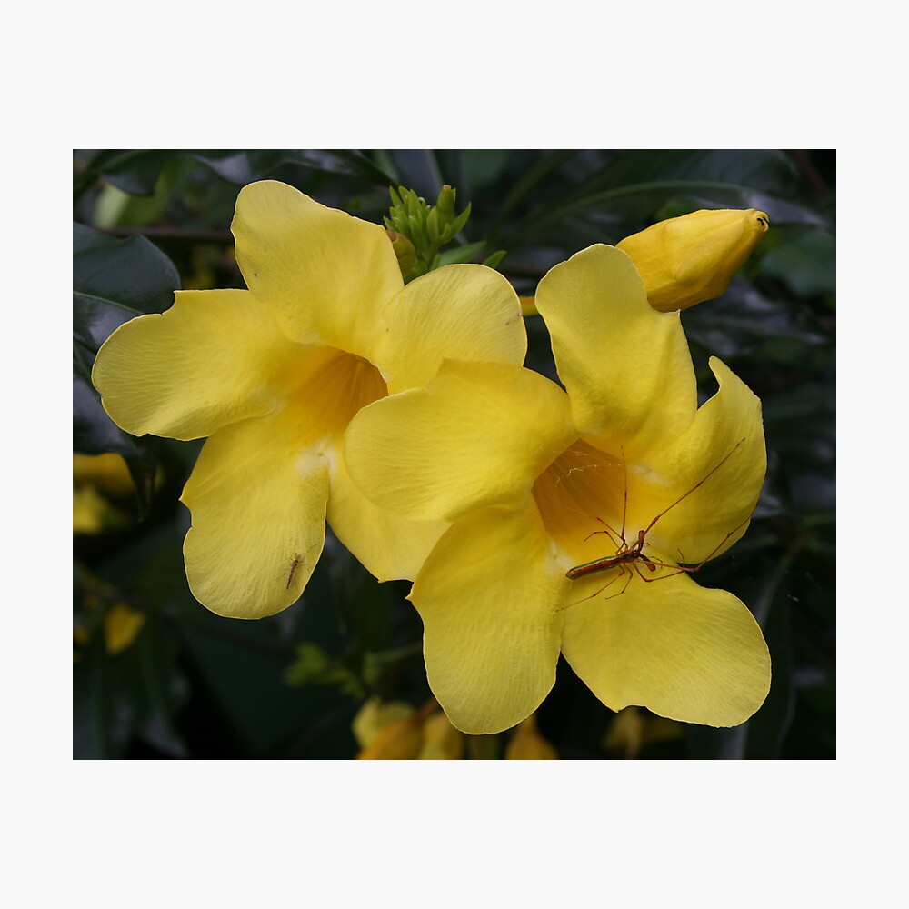 Neighbours Photographic Print