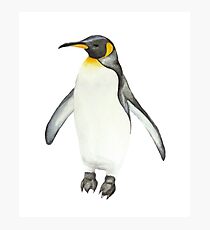 Penguin Photographic Print