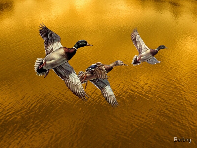 "Birds of a feather fly together" by Barbny Redbubble