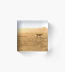 Calf on the Run Acrylic Block