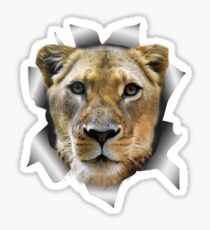 Lioness of Africa Sticker