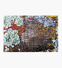 Lichen Playground Photographic Print