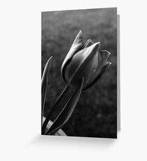Tulipa Greeting Card