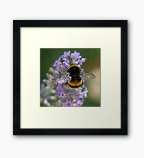 My Bumble Bee Framed Print