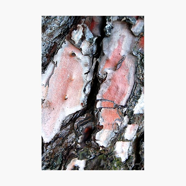 Face to Face Photographic Print