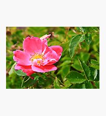 Wild Rose Photographic Print