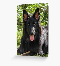 Alsatian German Shepherd black long haired Greeting Card